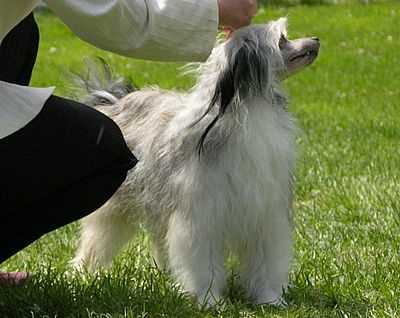 Judge: Gröschl Ferenc